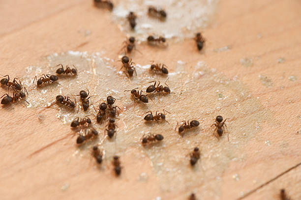 Wasp Removal Services in Orchard Hills, PA