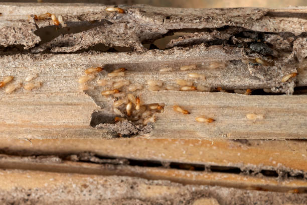 Best Pest Removal Services  in Orchard Hills, PA